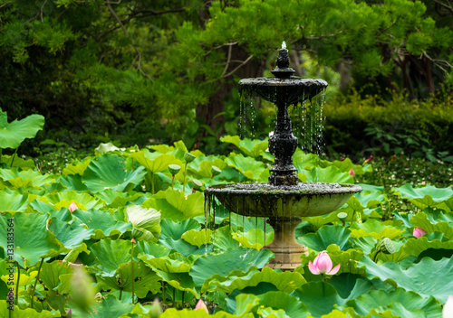 Lotus Fountain. Fountain in a peaceful lotus pond, Royal Botanic Garden, Sydney.