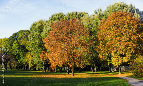 View at autumn trees in a park