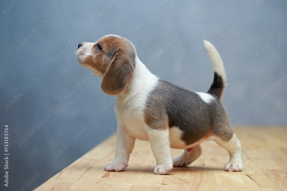 
cute beagle puppy  in action - obrazy, fototapety, plakaty 