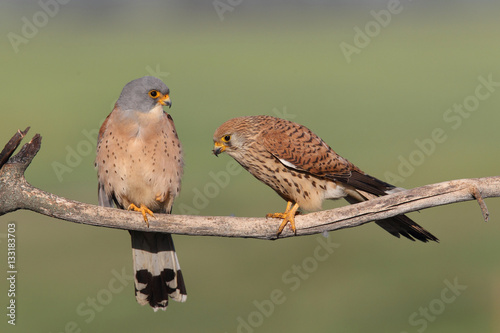 Photos Lesser kestrel, mating ritual