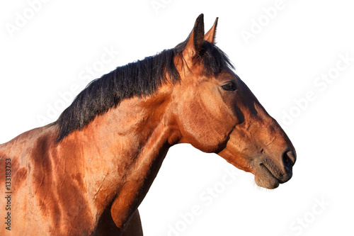Portrait of a bay horse on  white background. © bagicat