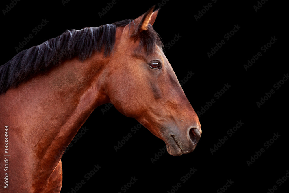 Obraz premium Portret zatoki koń na czarnym tle.