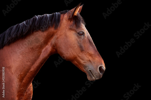 Fototapeta Naklejka Na Ścianę i Meble -  Portrait of a bay horse on black background.