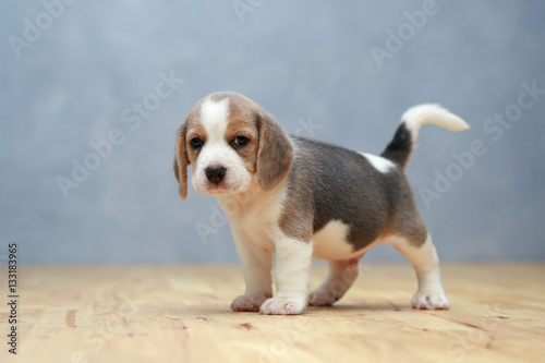 cute beagle puppy in action