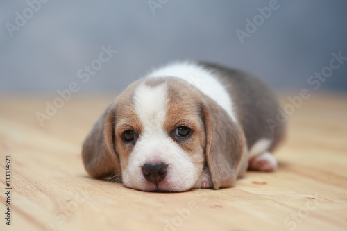 cute beagle puppy  in action