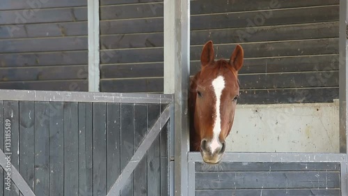 Face of spotted horse in his stall