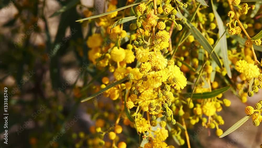 Closeup of flowering ripe yellow mimosa with fluffy flowers Closeup of flowering ripe yellow mimosa with fluffy flowers