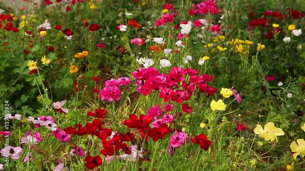 Blossoming multi-colored anemones on a field Blossoming multi-colored anemones on a field