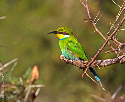 Swallow Tailed Bee-eater Sitting on Tree Branch