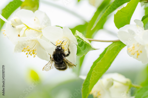 Bumblebee pollinating in spring flowers of jasmine