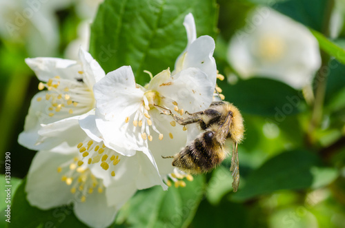 Wild bee pollinating flowers of  apple tree