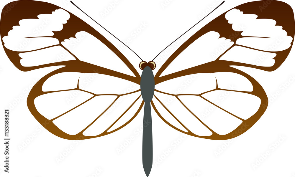 vector Glasswing butterfly Greta oto