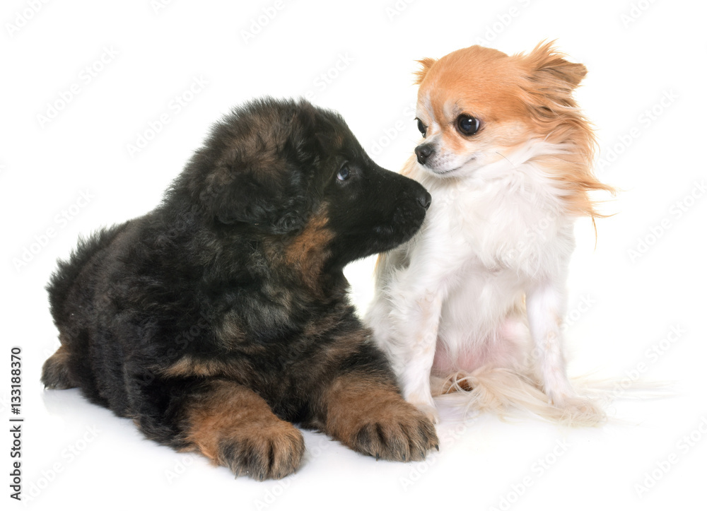 puppy german shepherd and chihuahua