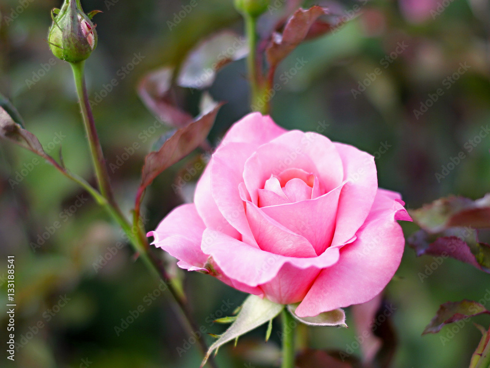 Pink rose in the garden........................................Pink rose in the garden................Pink rose in the garden Pink rose in the garden........................................Pink rose in the garden................Pink rose in the garden