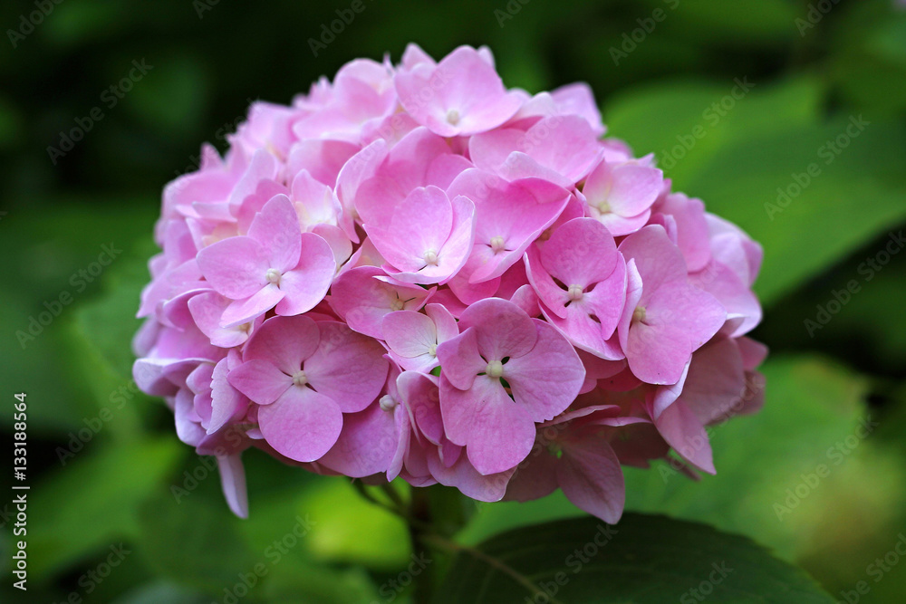 Fototapeta premium Close up of pink hydrangea