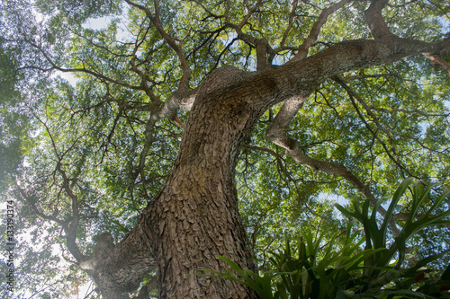 Greenery