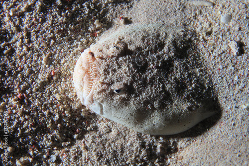 Dollfuss stargazer fish photo