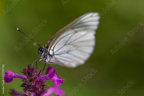 Macro of black-veined white butterfly (Aporia crataegi)