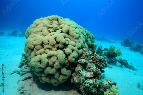 Bubble coral photo