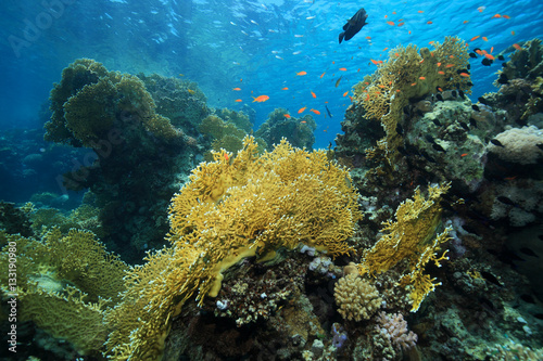 Fire corals in the coral reef photo