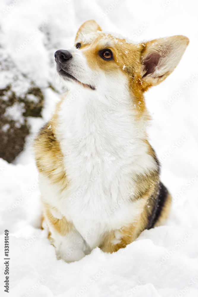 Dog on a winter walk