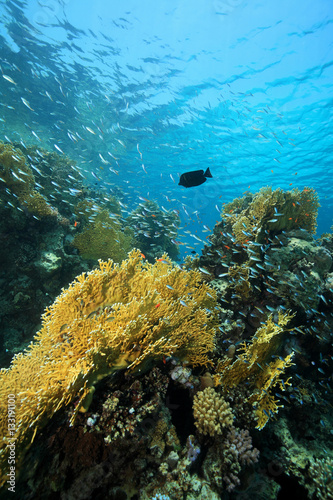 Fire corals in the coral reef photo
