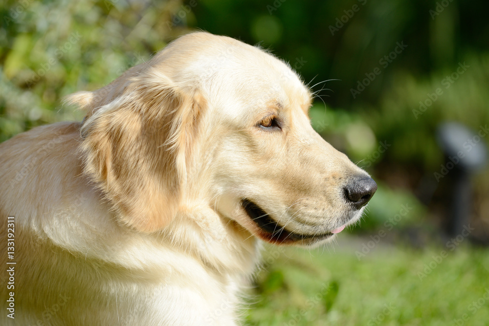 Dog golden retriever sitting and looking