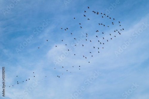 Canvas Print birds are flying with blue sky background