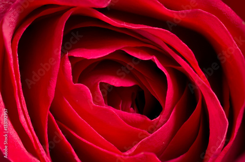 Closeup of a Red Rose