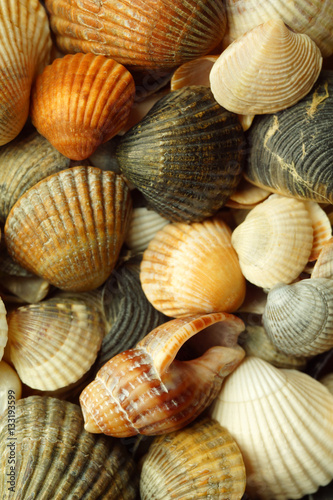 sea shells close-up. wallpapers