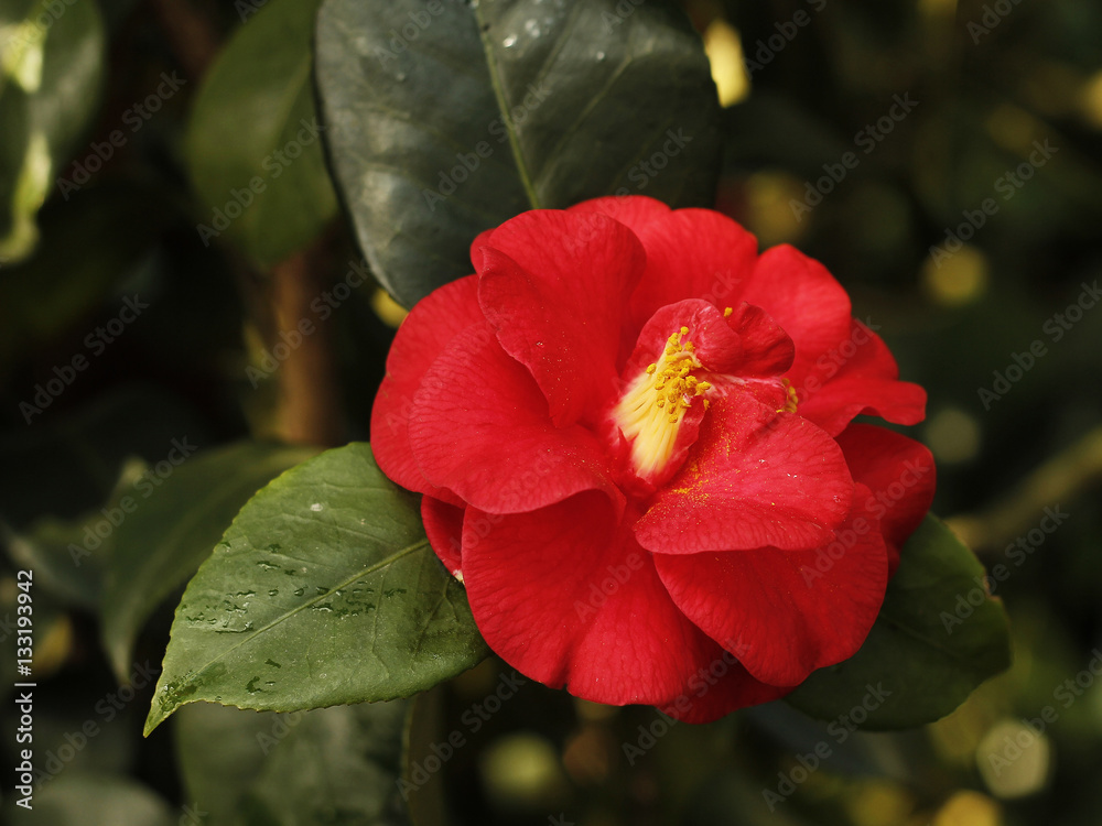 camellia blooming in the greenhouse camellia blooming in the greenhouse