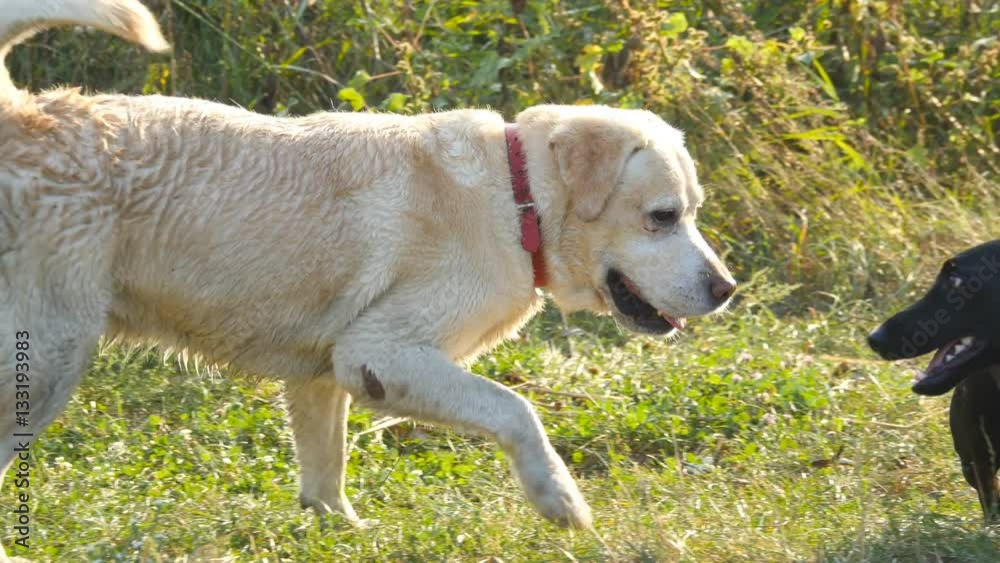 Two dogs running and playing together on green grass at nature outdoor. Domestic animals fighting outside. Close up Two dogs running and playing together on green grass at nature outdoor. Domestic animals fighting outside. Close up