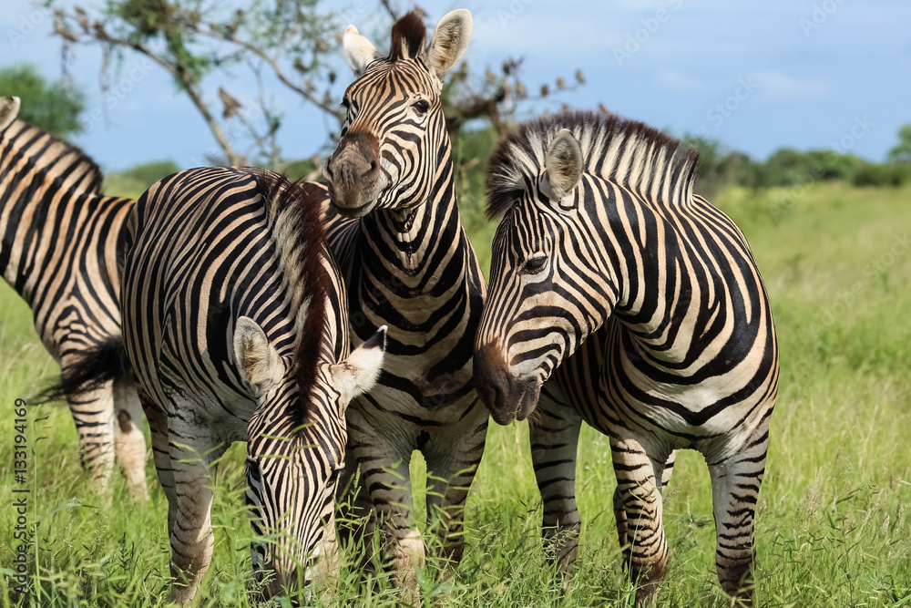 Fototapeta premium Three zebras crowding together in the green grassland, Kruger National Park, South Africa