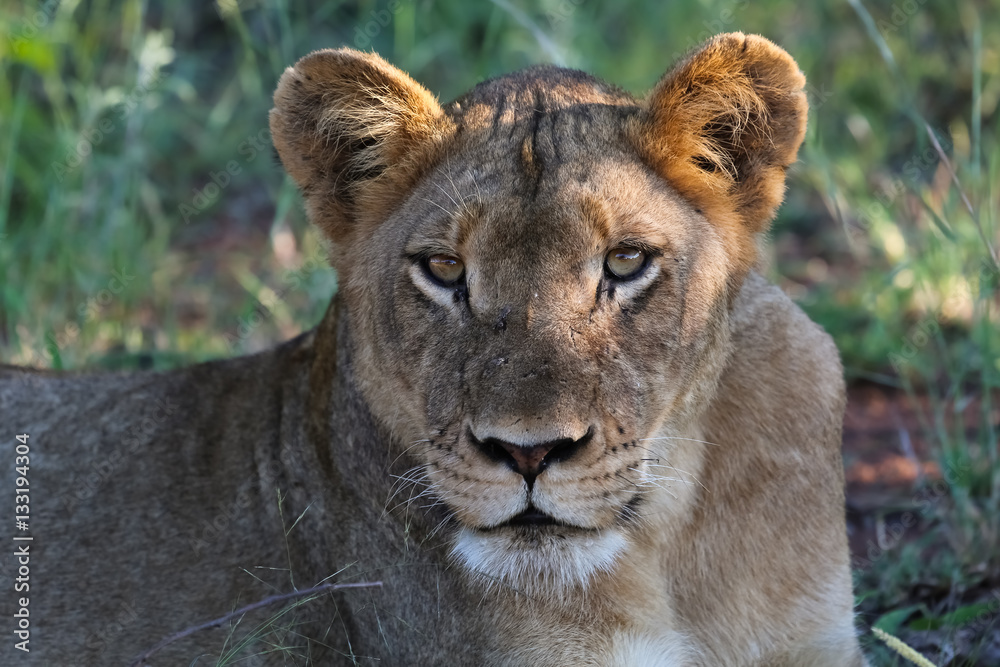 Naklejka premium Close up portrait of lioness, Kruger National Park, South Africa