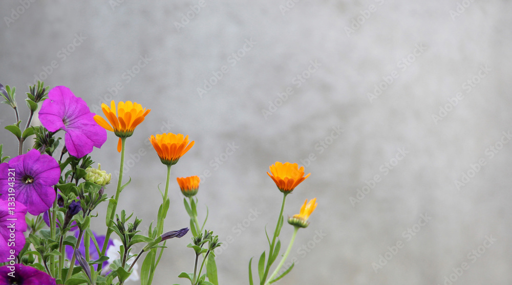 Ñalendula flower