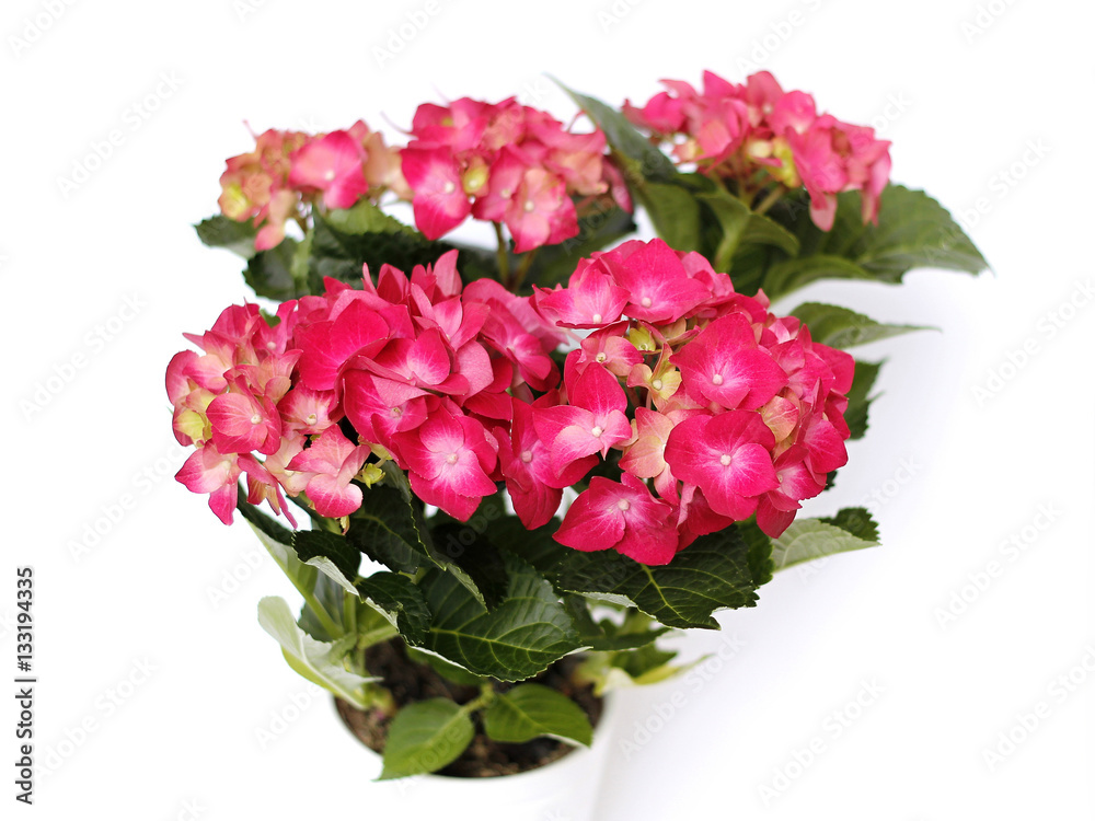 Red hydrangea in a pot