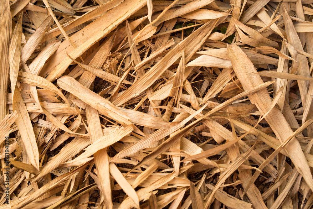 Dry bamboo leaves texture on the ground for background Dry bamboo leaves texture on the ground for background