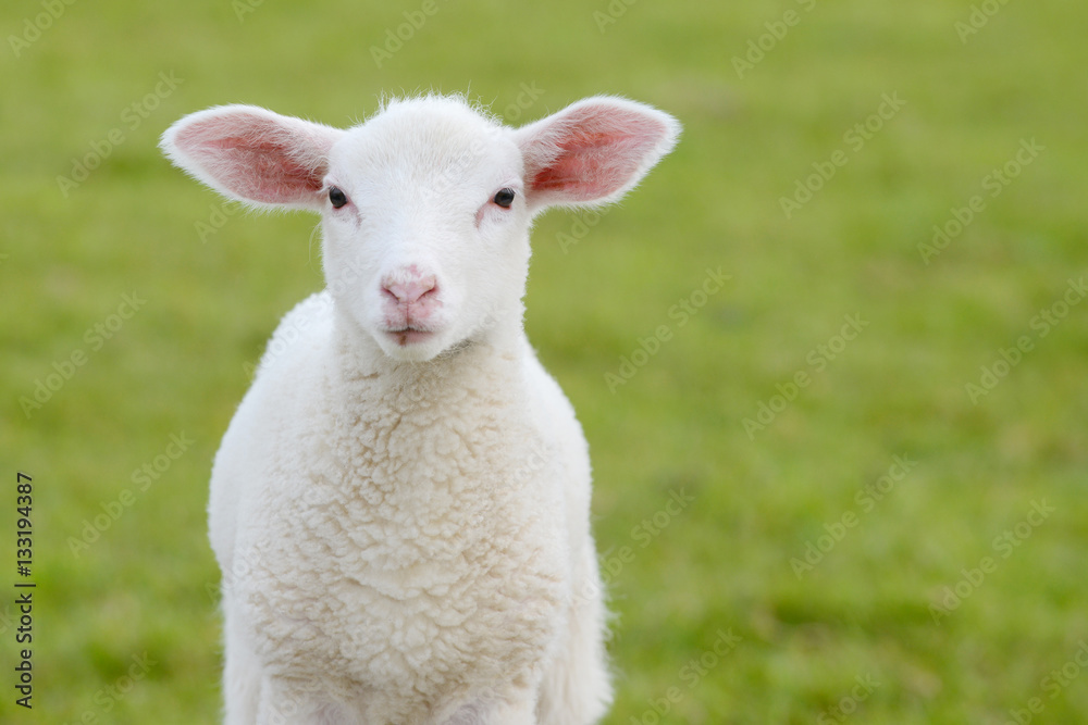 Fototapeta premium lamb standing on pasture