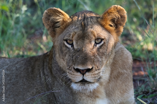 Close up portrait of lioness, Kruger National Park, South Africa