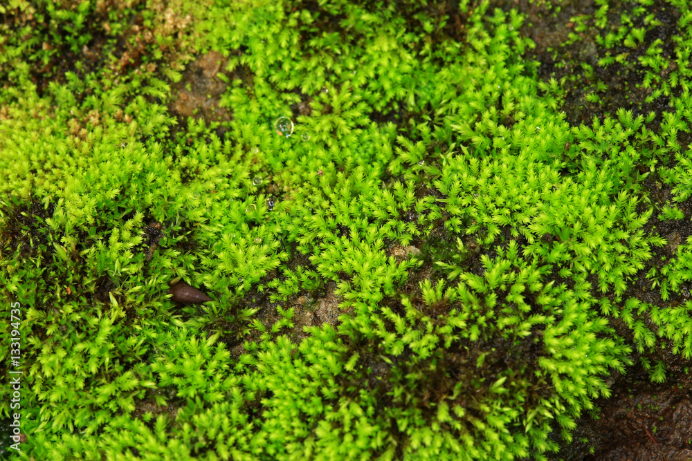Plants and moss plant in pot Plants and moss plant in pot