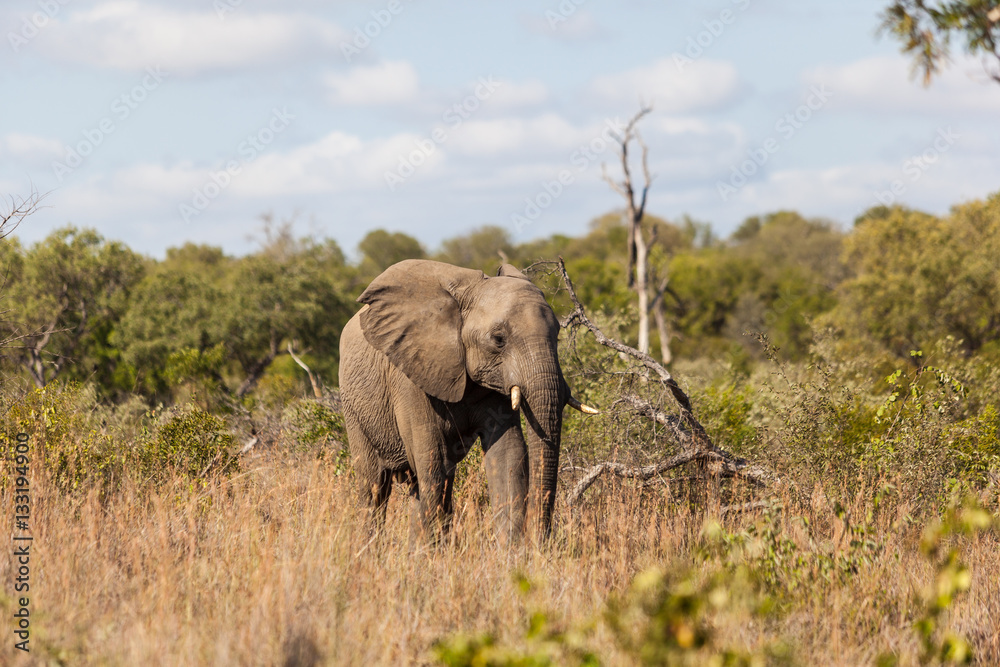 Elephant walking out of the bush