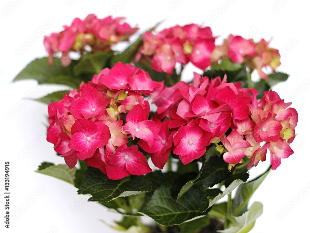 Obraz premium Red hydrangea in a pot