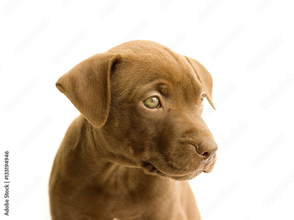 little pitbull on a white background