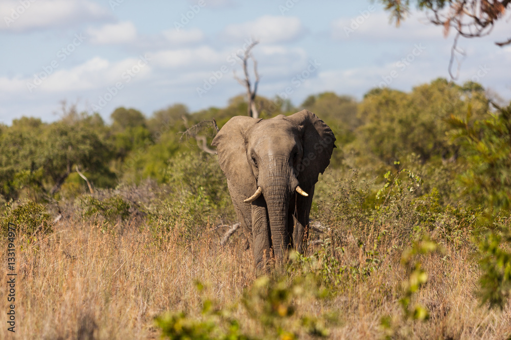 Fototapeta premium Elephant walking out of the bush