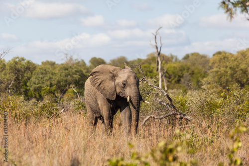 Elephant walking out of the bush