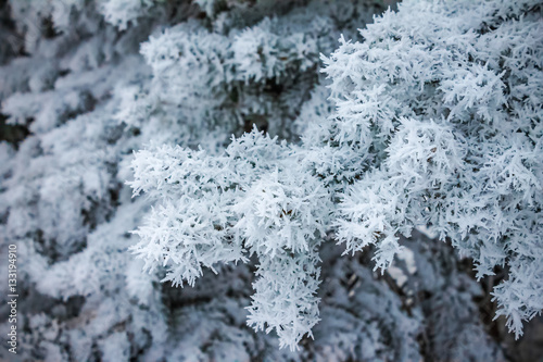 pine branch in the snow in winter. nature background © Yuriy Vahlenko