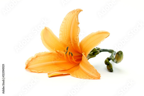 orange daylily on a white background