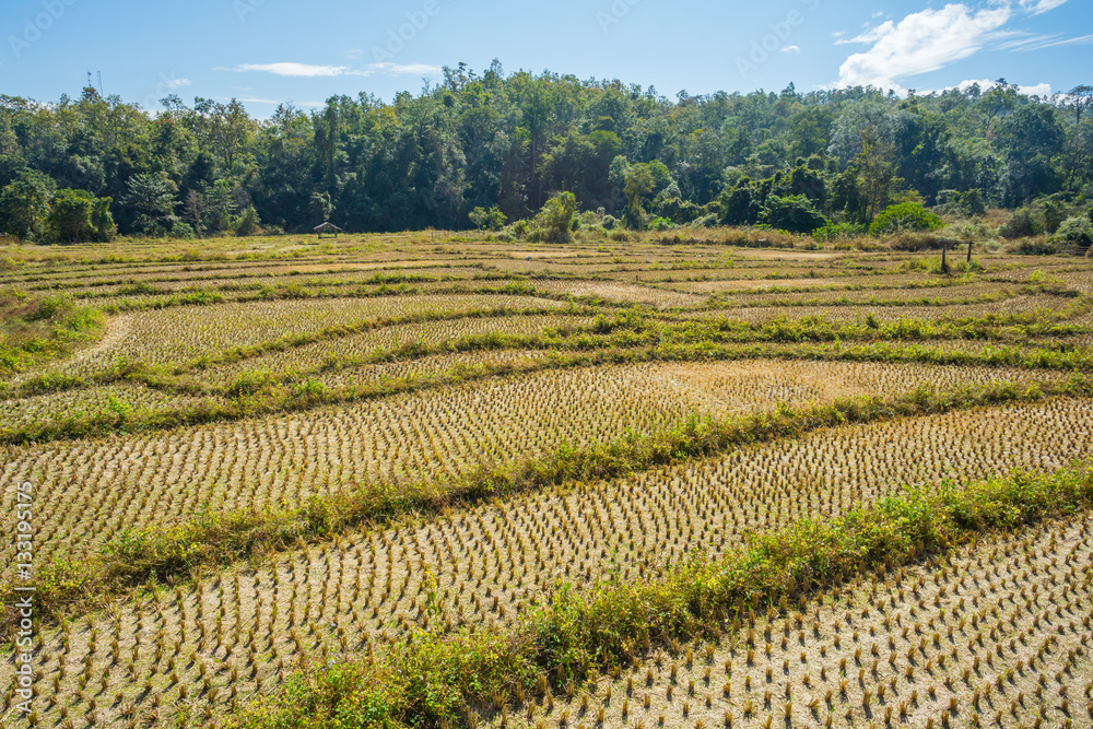 Rice field after harvested at Pai, Thailand