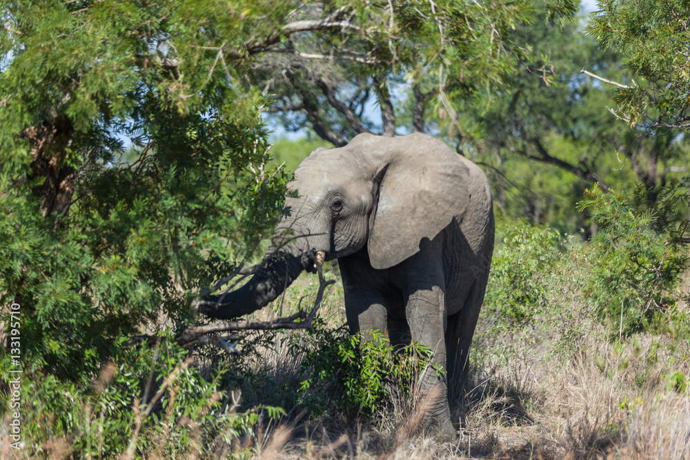 Fototapeta premium Elephant eats