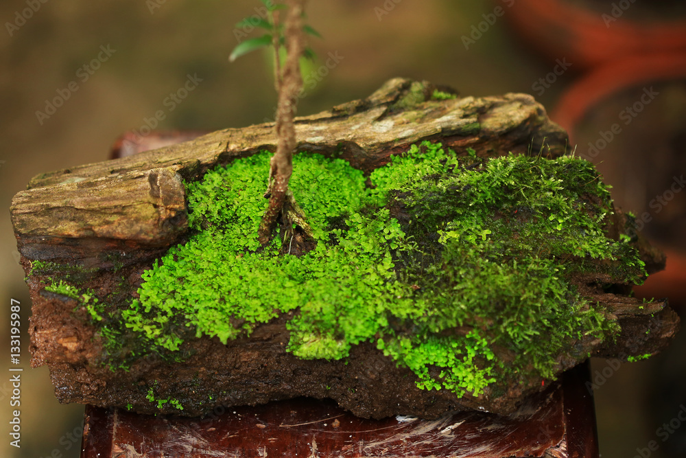 Plants and moss plant in pot Plants and moss plant in pot